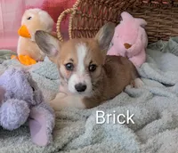 Brick, a male Pembroke Welsh Corgi for sale in Casa Grande, AZ – Photo 8 of 10