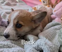 Brick, a male Pembroke Welsh Corgi for sale in Casa Grande, AZ – Photo 7 of 10