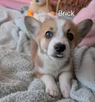 Brick, a male Pembroke Welsh Corgi for sale in Casa Grande, AZ – Photo 4 of 10
