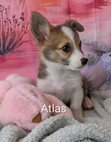 Atlas, a male Pembroke Welsh Corgi for sale in Casa Grande, AZ – Photo 4 of 10