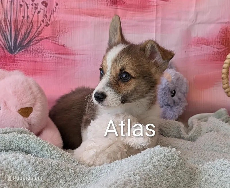Atlas – Pembroke Welsh Corgi puppy for sale in Casa Grande, AZ