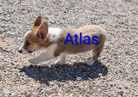Atlas, a male Pembroke Welsh Corgi for sale in Casa Grande, AZ – 7 of 10