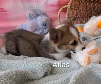 Atlas, a male Pembroke Welsh Corgi for sale in Casa Grande, AZ – Photo 7 of 10