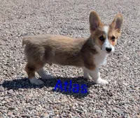 Atlas, a male Pembroke Welsh Corgi for sale in Casa Grande, AZ – 8 of 10