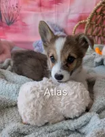 Atlas, a male Pembroke Welsh Corgi for sale in Casa Grande, AZ – Photo 10 of 10