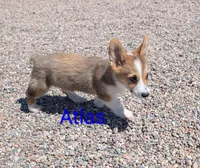 Atlas, a male Pembroke Welsh Corgi for sale in Casa Grande, AZ – 10 of 10