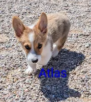 Atlas, a male Pembroke Welsh Corgi for sale in Casa Grande, AZ – 6 of 10
