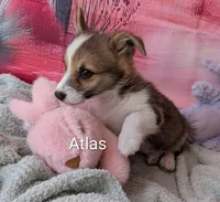 Atlas, a male Pembroke Welsh Corgi for sale in Casa Grande, AZ – Photo 8 of 10