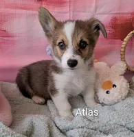 Atlas, a male Pembroke Welsh Corgi for sale in Casa Grande, AZ – Photo 5 of 10