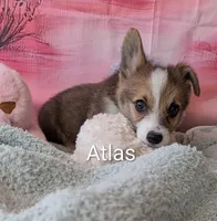 Atlas, a male Pembroke Welsh Corgi for sale in Casa Grande, AZ – Photo 2 of 10