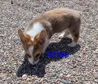 Atlas, a male Pembroke Welsh Corgi for sale in Casa Grande, AZ – 9 of 10