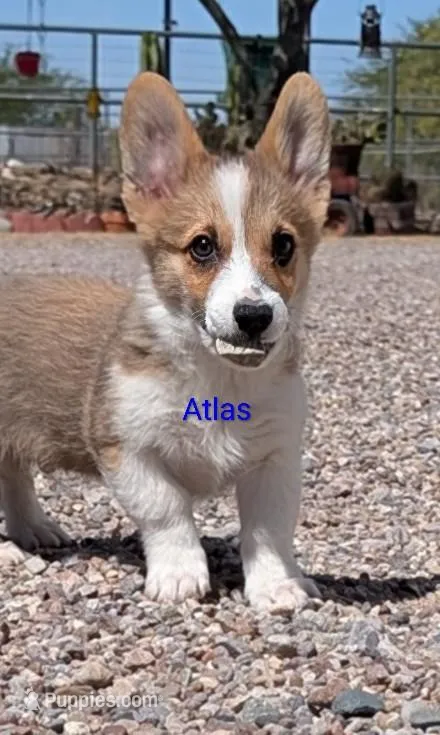 Atlas – Pembroke Welsh Corgi puppy for sale in Casa Grande, AZ
