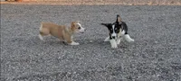 Cruise , a male Pembroke Welsh Corgi for sale in Casa Grande, AZ – 4 of 8