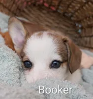 Booker, a male Pembroke Welsh Corgi for sale in Casa Grande, AZ – Photo 4 of 10