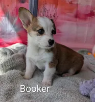 Booker, a male Pembroke Welsh Corgi for sale in Casa Grande, AZ – Photo 5 of 10