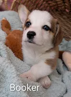 Booker, a male Pembroke Welsh Corgi for sale in Casa Grande, AZ – Photo 2 of 10