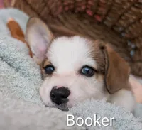 Booker, a male Pembroke Welsh Corgi for sale in Casa Grande, AZ – Photo 1 of 10