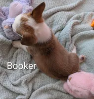 Booker, a male Pembroke Welsh Corgi for sale in Casa Grande, AZ – Photo 10 of 10