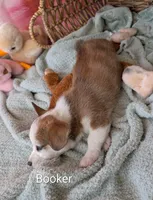 Booker, a male Pembroke Welsh Corgi for sale in Casa Grande, AZ – Photo 8 of 10