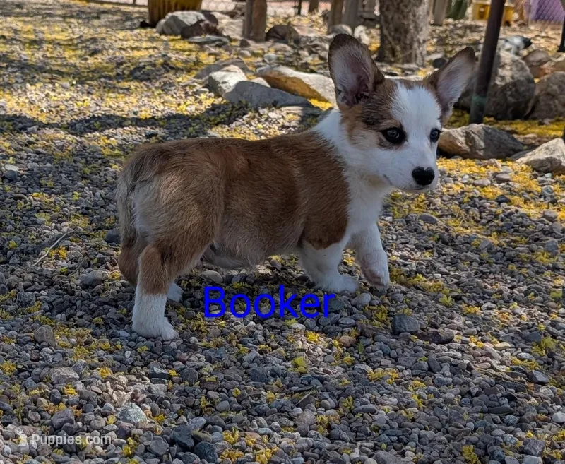 Booker – Pembroke Welsh Corgi puppy for sale in Casa Grande, AZ