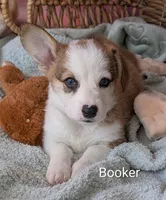 Booker, a male Pembroke Welsh Corgi for sale in Casa Grande, AZ – Photo 7 of 10