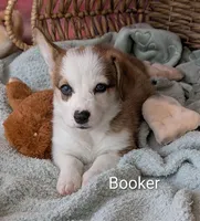 Booker, a male Pembroke Welsh Corgi for sale in Casa Grande, AZ – Photo 9 of 10