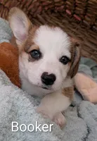 Booker, a male Pembroke Welsh Corgi for sale in Casa Grande, AZ – Photo 3 of 10