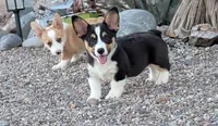 Cruise , a male Pembroke Welsh Corgi for sale in Casa Grande, AZ – 6 of 8