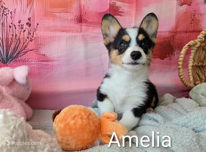 Amelia – Pembroke Welsh Corgi puppy for sale in Casa Grande, AZ