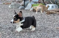 Cruise , a male Pembroke Welsh Corgi for sale in Casa Grande, AZ – 3 of 8