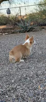 Churro , a female Pembroke Welsh Corgi for sale in Casa Grande, AZ – 5 of 10