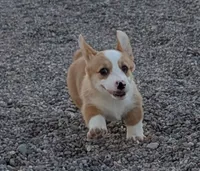 Churro , a female Pembroke Welsh Corgi for sale in Casa Grande, AZ – 2 of 10