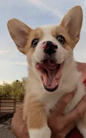 Churro , a female Pembroke Welsh Corgi for sale in Casa Grande, AZ – 10 of 10