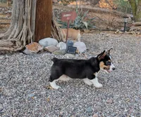 Cruise , a male Pembroke Welsh Corgi for sale in Casa Grande, AZ – 2 of 8