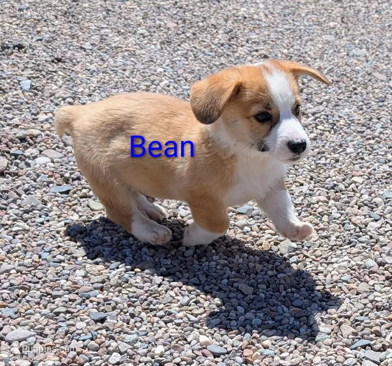 Bean – Pembroke Welsh Corgi puppy for sale in Casa Grande, AZ