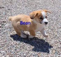 Bean, a male Pembroke Welsh Corgi for sale in Casa Grande, AZ – 1 of 10