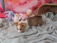 Bean, a male Pembroke Welsh Corgi for sale in Casa Grande, AZ – Photo 10 of 10