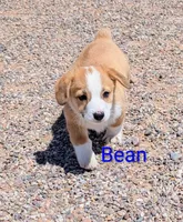 Bean, a male Pembroke Welsh Corgi for sale in Casa Grande, AZ – 10 of 10