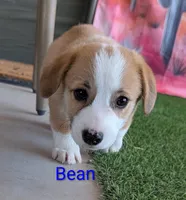 Bean, a male Pembroke Welsh Corgi for sale in Casa Grande, AZ – 6 of 10