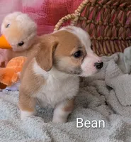 Bean, a male Pembroke Welsh Corgi for sale in Casa Grande, AZ – Photo 5 of 10