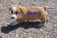 Bean, a male Pembroke Welsh Corgi for sale in Casa Grande, AZ – 9 of 10