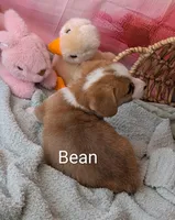 Bean, a male Pembroke Welsh Corgi for sale in Casa Grande, AZ – Photo 4 of 10