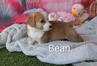 Bean, a male Pembroke Welsh Corgi for sale in Casa Grande, AZ – Photo 9 of 10