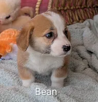 Bean, a male Pembroke Welsh Corgi for sale in Casa Grande, AZ – Photo 3 of 10