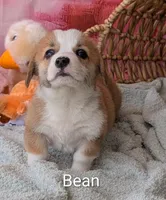 Bean, a male Pembroke Welsh Corgi for sale in Casa Grande, AZ – Photo 1 of 10