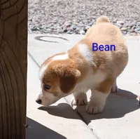 Bean, a male Pembroke Welsh Corgi for sale in Casa Grande, AZ – 8 of 10