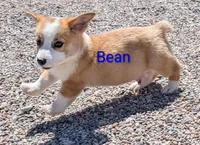 Bean, a male Pembroke Welsh Corgi for sale in Casa Grande, AZ – 7 of 10