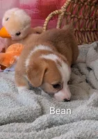 Bean, a male Pembroke Welsh Corgi for sale in Casa Grande, AZ – Photo 6 of 10