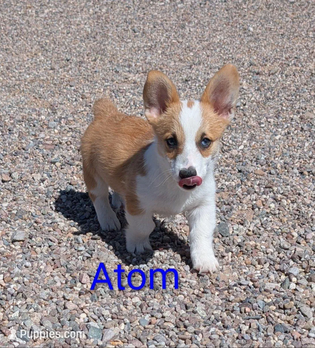Atom, a male Pembroke Welsh Corgi for sale in Casa Grande, AZ – 6 of 10