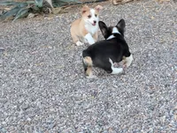 Cruise , a male Pembroke Welsh Corgi for sale in Casa Grande, AZ – 5 of 8